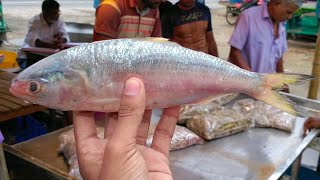 THE HILSA FISH  Asian Fish Market [upl. by Augie443]