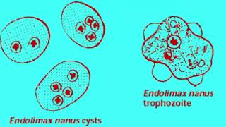 Características de Endolimax nana en el laboratorio [upl. by Atsyrc]