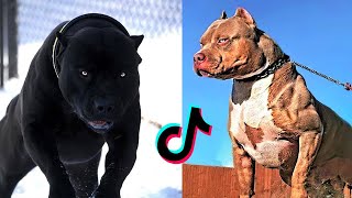 Badass Dog Videos  Protection Dogs Are Badass  Furry Buddy [upl. by Bethany821]