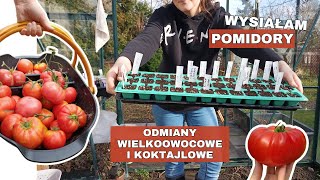 Siew pomidorów 🍅 odmiany wielkoowocowe i koktajlowe [upl. by Leafar]