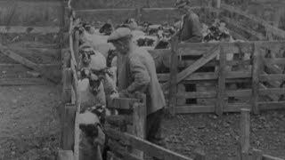 Blackfaced Sheep 1946  BFI National Archive [upl. by Htebazil]