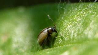 Gemeiner Flohkäfer Longitarsus nigrofasciatus [upl. by Hurwit]