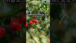 미슬토Mistletoe의 효능 TOP3 [upl. by Toogood199]