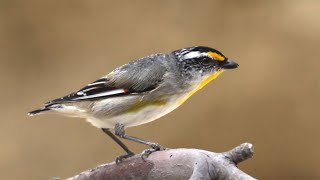 Striated Pardalote [upl. by Velick]