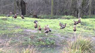 Blackbellied whistling ducks vocalisation [upl. by Jahdal797]