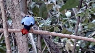 Acrobatics From the Alpha Manakin  March 26 2024 [upl. by Anirtik]