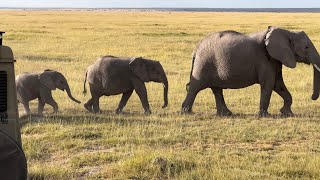 Africa 89 Elephants crossing the Road in Amboseli 62224 [upl. by Gertrudis912]