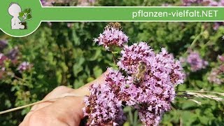 Echter Dost  Oregano  Ganze Pflanze  090718 Origanum vulgare  Essbare Wildkräuter sammeln [upl. by Bohrer]