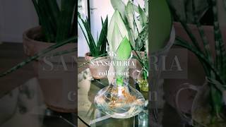 SANSEVIERIA collectionIndoorJNGL sansevieria plants houseplants indoorplants plantlover [upl. by Aicened]