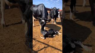 Cow borning two kids beautiful cow [upl. by Thilda]