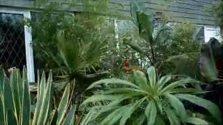 Washingtonia palm timelapse [upl. by Enwad]