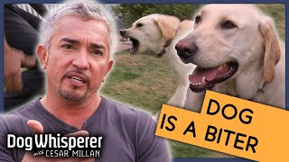 Cesar Millan Gets Bitten By Dog  Season 9 Episode 12  Dog Whisperer [upl. by Blau333]