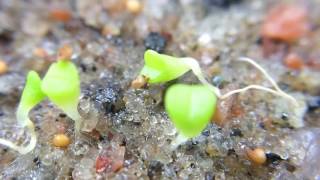 Lithop Seeds Planted 7 Days Ago [upl. by Anahir]