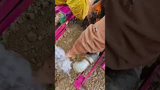 टमाटर की खती कैसी की जाती है farming loverfarming indian farmersfarming farminglove [upl. by Isac239]