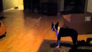 Boston Terrier Barking [upl. by Bergess]