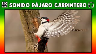 SONIDO DE PAJARO CARPINTERO 🐦 [upl. by Ynnahc]