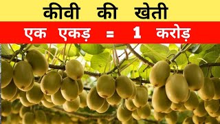 Kiwi Farming In India  Kivi Ki Kheti  Business Idea  कीवी की खेती [upl. by Clift]