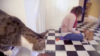 FELIWAY Friends TV Advert [upl. by Kinzer]