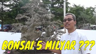 BONSAI TERMAHAL DI INDONESIA 5 MILYAR [upl. by Hcirdla]