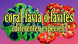 como diferenciar coral favia y coral favite [upl. by Kimbra]