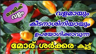 പച്ചക്കറി ചെടികൾ കൂടുതൽ പൂവിടാനും കായ്ക്കാനും മോര് ശർക്കര കൂട്ട്  Krishi Master [upl. by Zoarah]