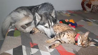 What Does a Husky do When He Finds Sleeping Cat [upl. by Anitsihc]