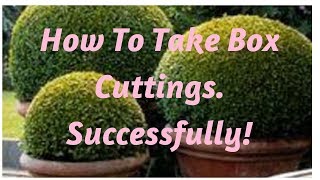 How to take Box cuttings Successfully [upl. by Eilsel892]