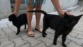 Two sibling black cats tell me how much they love me with their cute meows [upl. by Aikar]