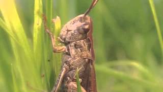 Grasshoppers Sing Louder Near Roadways  Video [upl. by Wainwright]