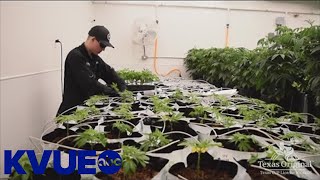 DPS opens applications for Texas medical cannabis dispensaries  KVUE [upl. by Isiahi]