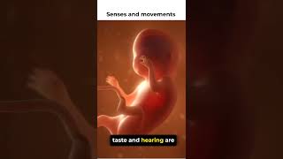 senses and movements in fetus embryo human reproduction biology olevels biology igcse [upl. by Oraneg]