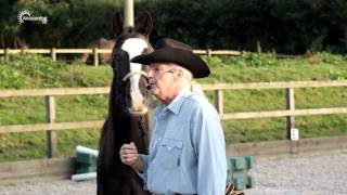 Franklin Levinson  Natural Horsemanship [upl. by Ellehcem]