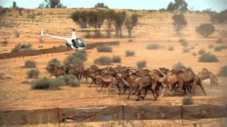 Robson Greens Australian Adventure Episode 2 CAMEL HERDING [upl. by Sholom]