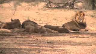 African safari tours highlights Kenya Tanzania South Africa Botswana Uganda Zambia Zimbabwe [upl. by Hgielar]