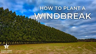 How to Plant a Wind Break [upl. by Nonnairb38]