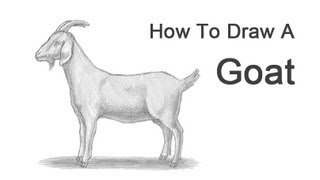 How to Draw a Goat [upl. by Sekoorb]