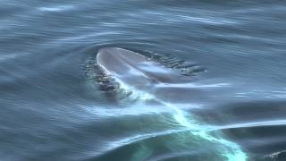 Blue Whale Sighting in the High Arctic [upl. by Anos452]