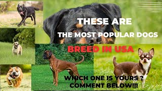 Top 10 Most Popular Dog Breeds in the USA [upl. by Leunamnauj]