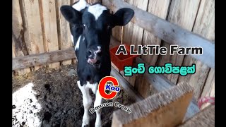 A Small Farm at Dawson Creek in BC Canada Sinhala පුංචි ගොවිපලක් [upl. by Adnamaa]