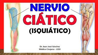 🥇 NERVIO CIÁTICO ISQUIÁTICO Anatomía ¡Explicación Rápida y Sencilla [upl. by Mountford]