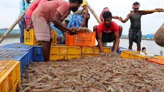 Litopenaeus Vannamei Culture  management practice of vannamei shrimp culture ponds [upl. by Kevon]