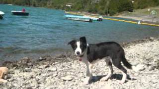 Border Collie Shonny 5 mesi [upl. by Harragan455]