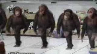 DANCING CHIMPS 1 [upl. by Nnaj]