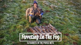 Ferreting In The Fog  16 rabbits in the purse nets [upl. by Kironde134]