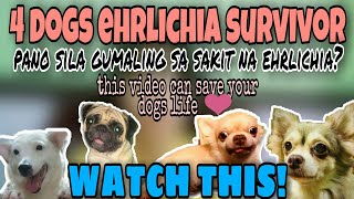 how to save your dog from deadly EHRLICHIA  4 Dogs ehrlichia survivor  watch this [upl. by Ainel]