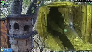 Green Wood hoopoe Nest Cam Pretoria South Africa October 6 2024 [upl. by Botsford]