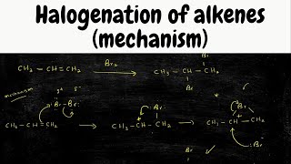 halogenation of Alkenes mechanism  addition of Br2 [upl. by Atarman702]