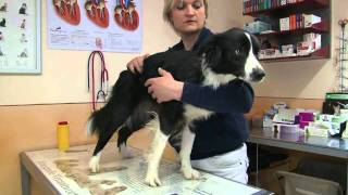 Osteopathie beim Hund [upl. by Sirtimed]