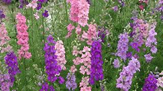 How to Grow Larkspur [upl. by Ludeman]