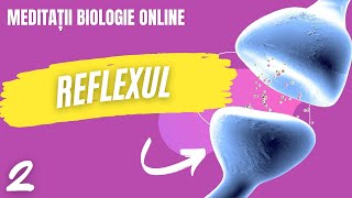 Reflexul functia reflexa  curs biologie anatomie si genetica [upl. by Eentihw]